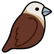White-rumped munia